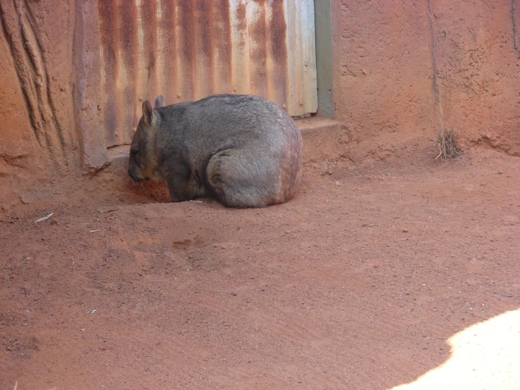 a small animal laying down in the dirt