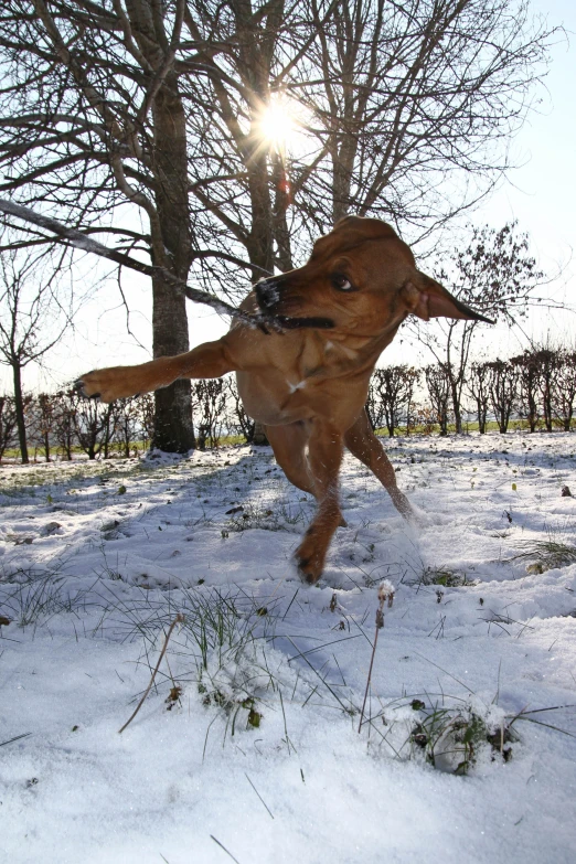 a dog jumps and catches the frisbee in the snow