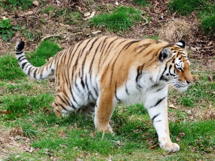 a small tiger walking across a grass covered field