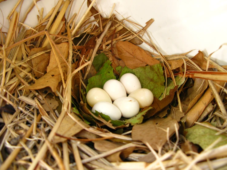 small white eggs sit in a nest among straw and leaves
