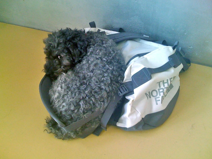 the dog has his head in a backpack