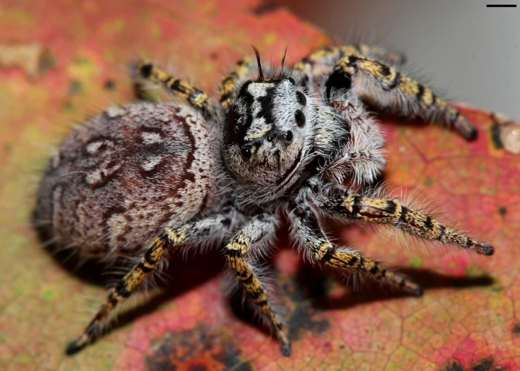 a jumping spider sitting on top of a leaf