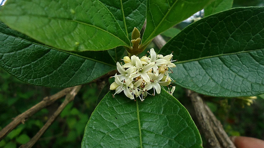 the small white flowers are blooming on a green leaf