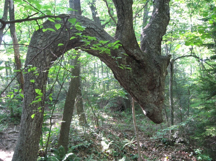 a large tree trunk sticking out of the ground