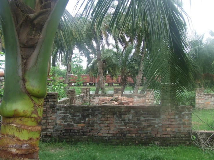 a palm tree that is by some bricks