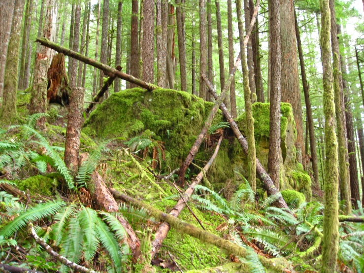 a mossy forest with very many different plants