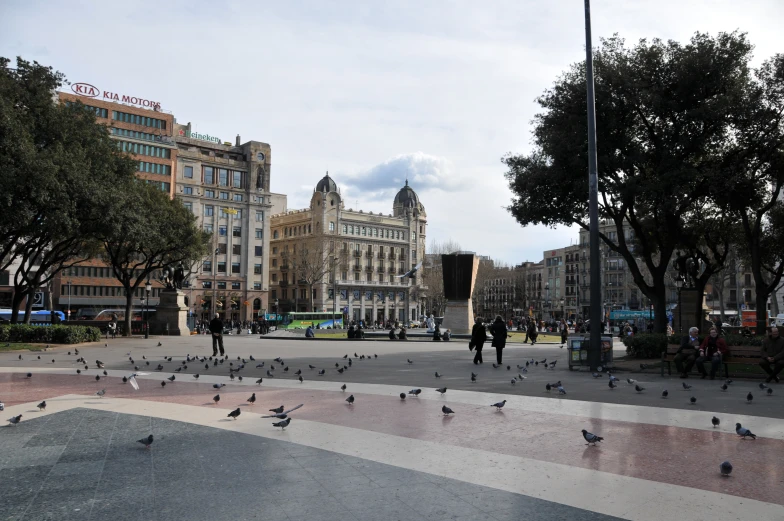 a view of many birds in the middle of the road