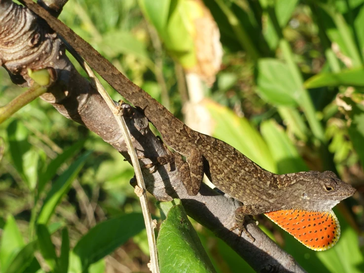 a lizard sitting on a nch of a tree