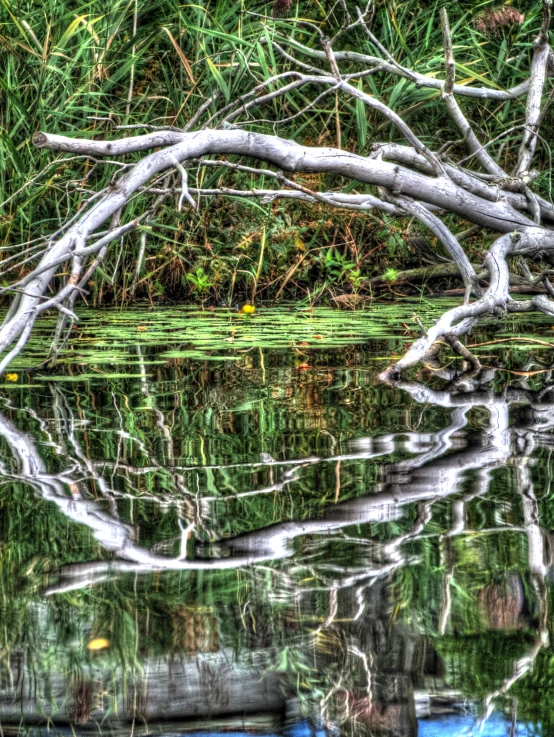 a dead tree lays in water on a pond