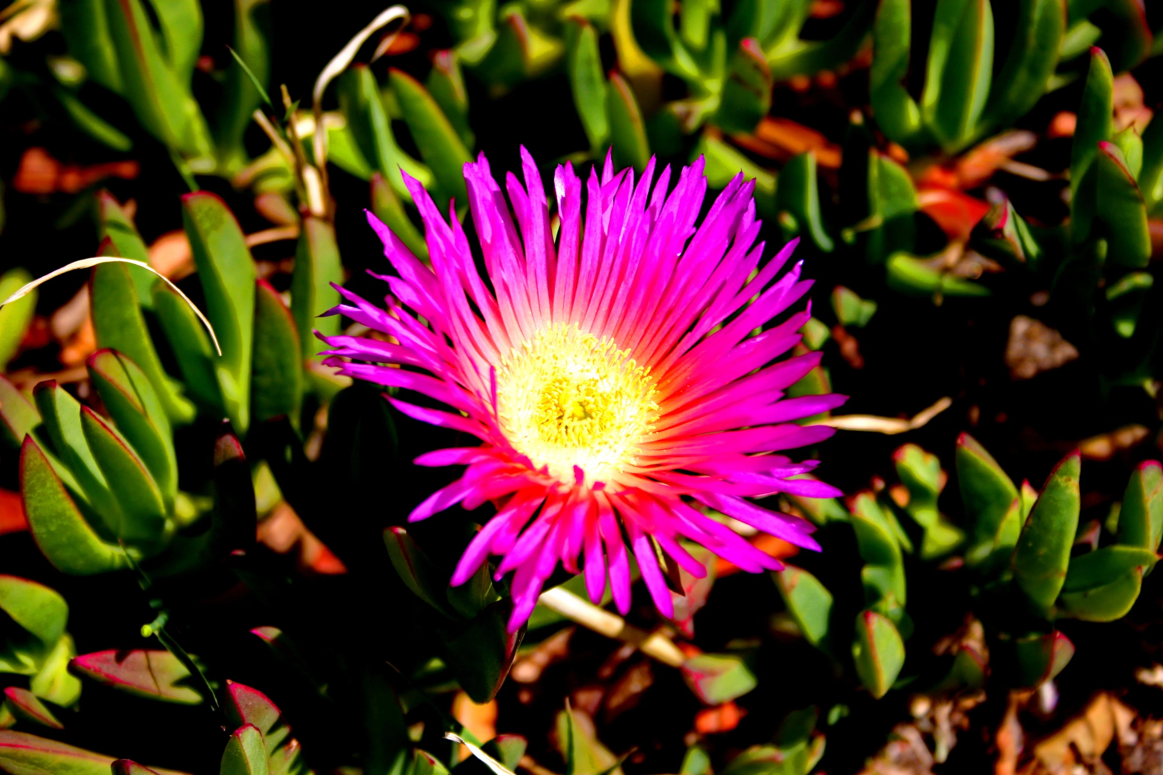 a single purple flower sits in a potted plant