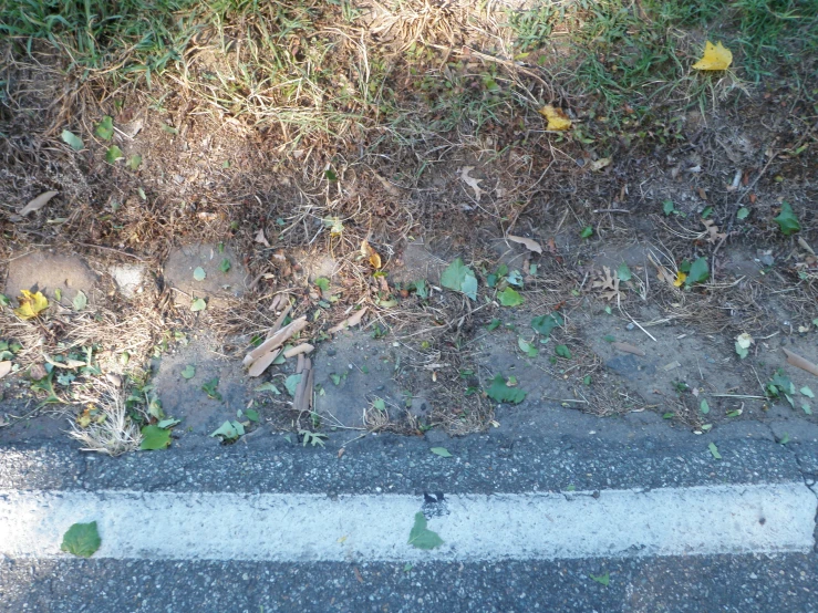 the sidewalk is littered with leaves and green plants