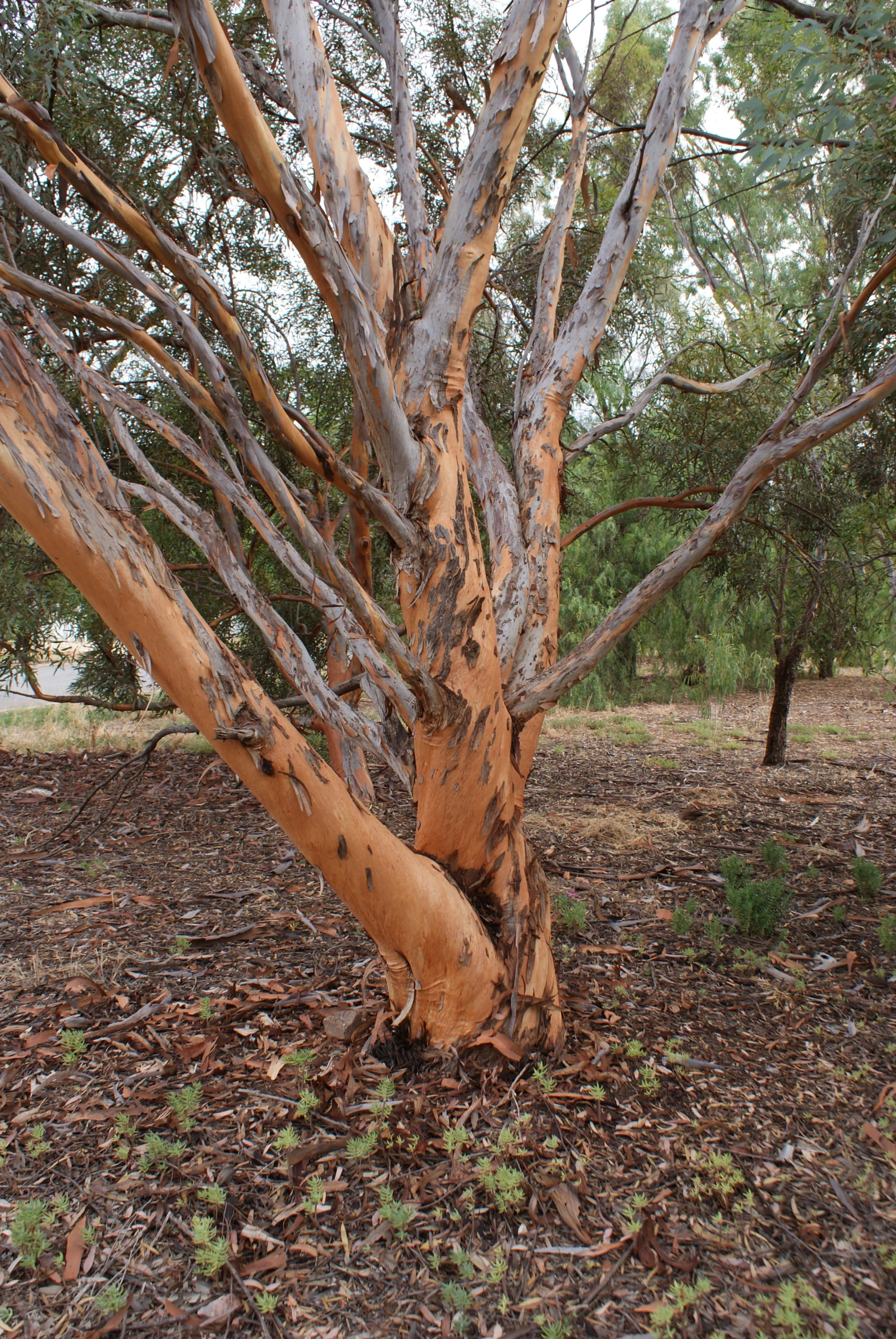 the tree is showing its peeling trunks