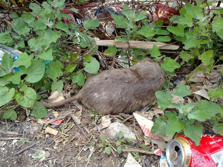 an animal next to a can and a plant