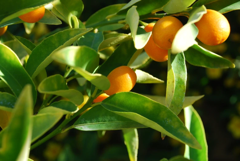 a orange tree nch with some fruit hanging from it