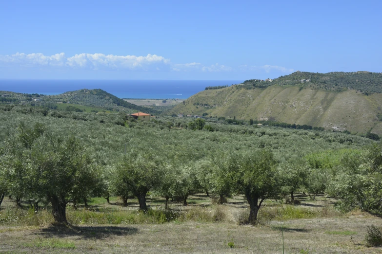 an orchard of fruit trees with a view of the ocean