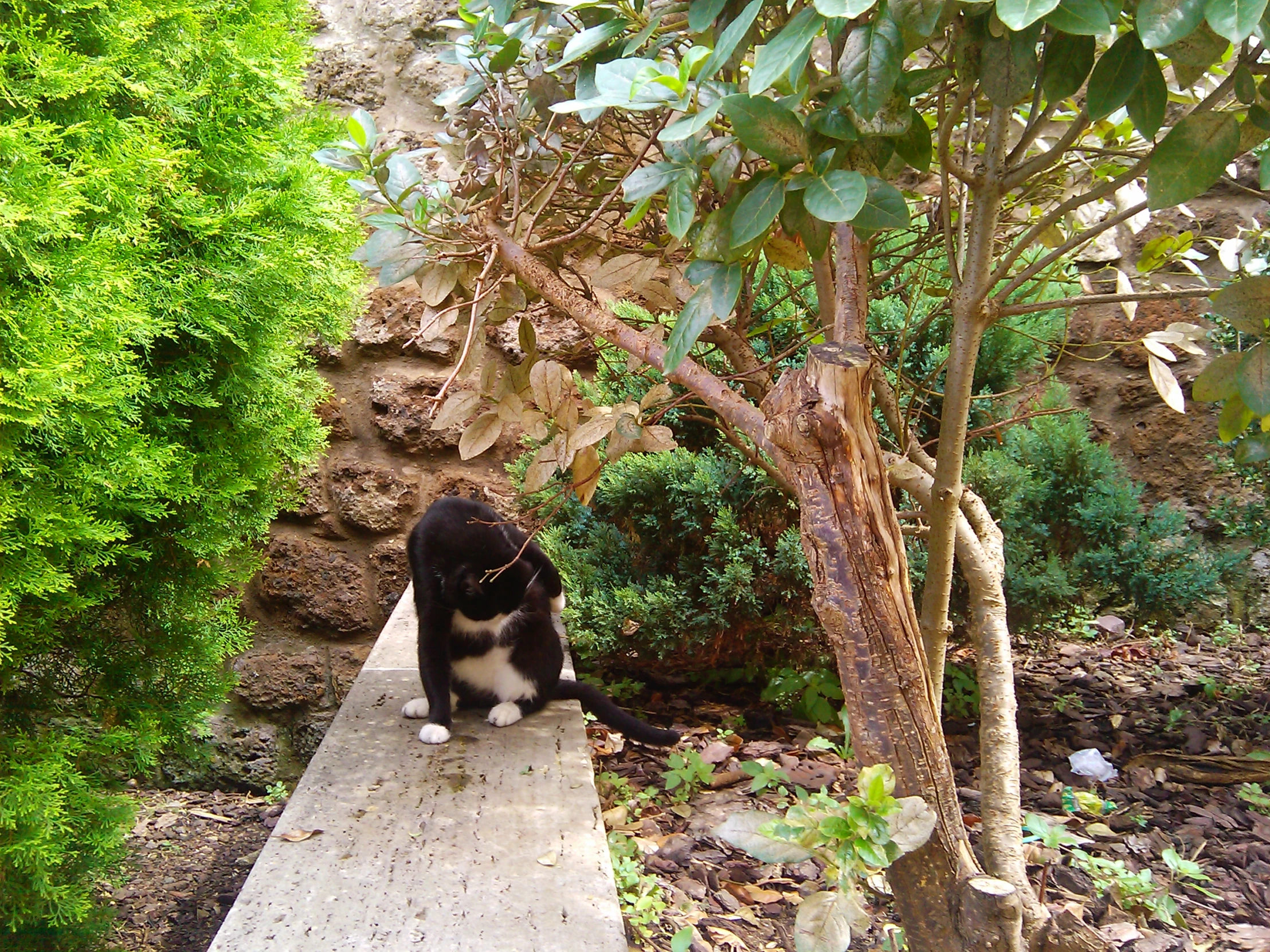 a cat that is sitting on a small board