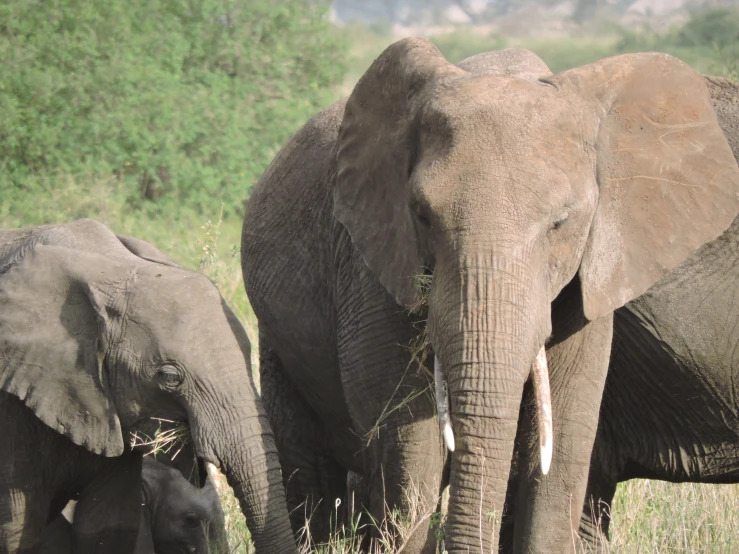 three elephants are standing in tall grass eating