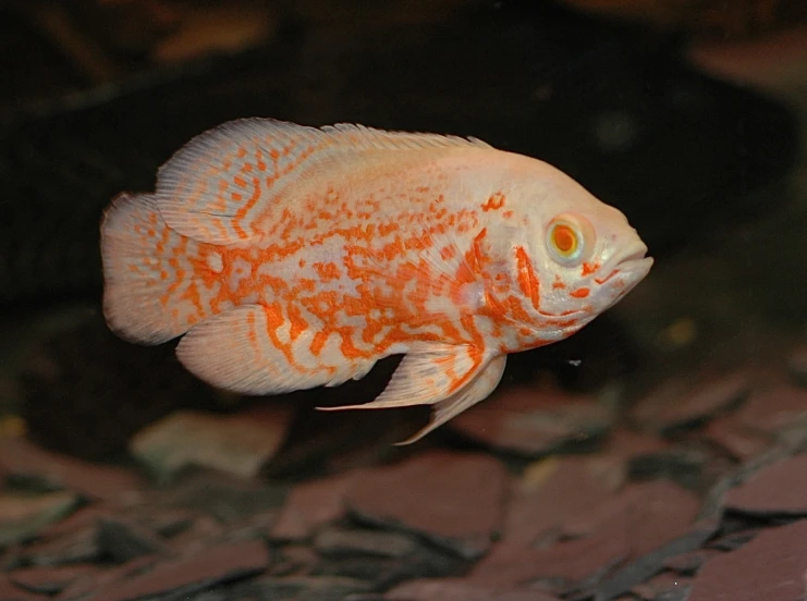 an orange and white fish with spots on its head