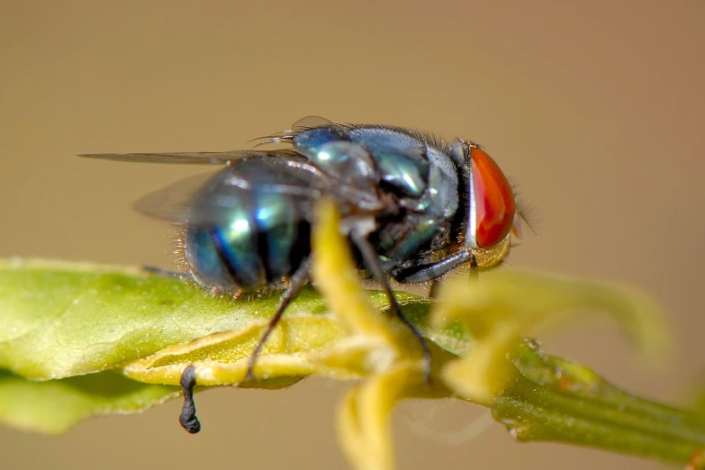 a fly resting on a flower with an orange stripe