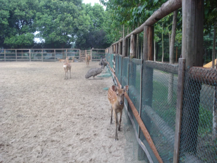 three deer in an enclosure standing on the other side of a fence