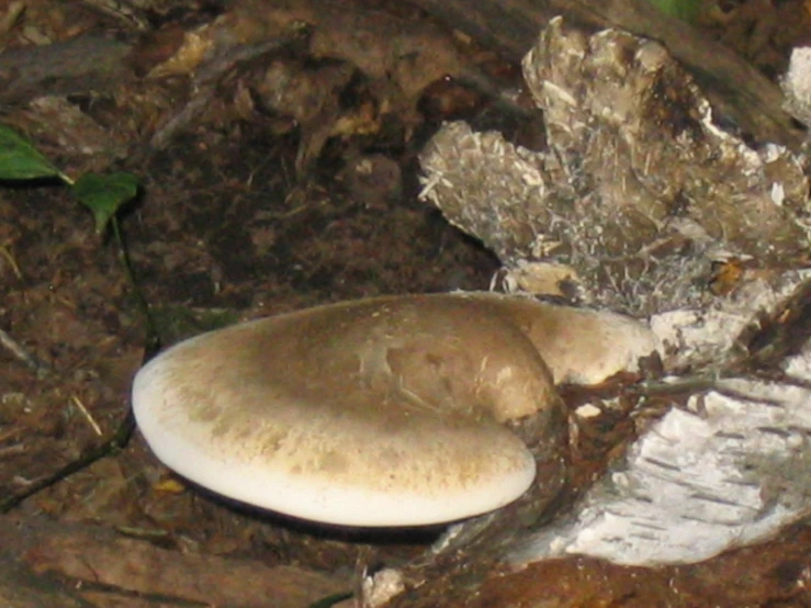 a big mushroom growing on some tree nches