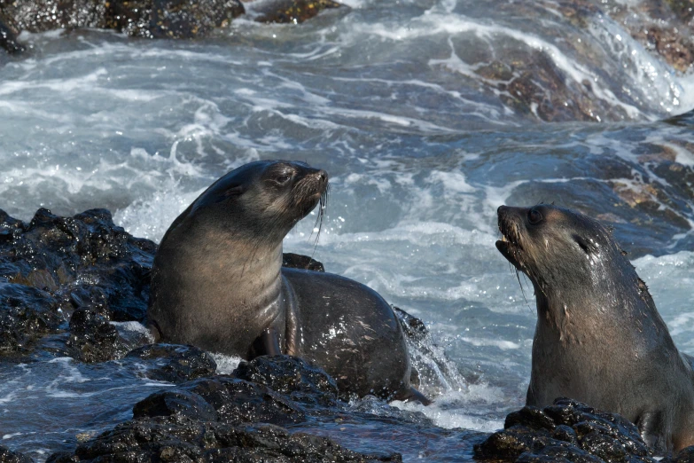 two seals sitting on the rocks near some water