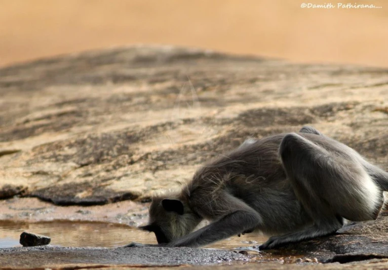 a monkey that is walking on some rocks