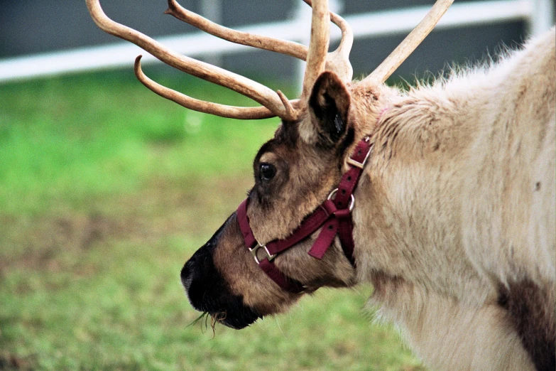 a very large and cute animal with antlers on