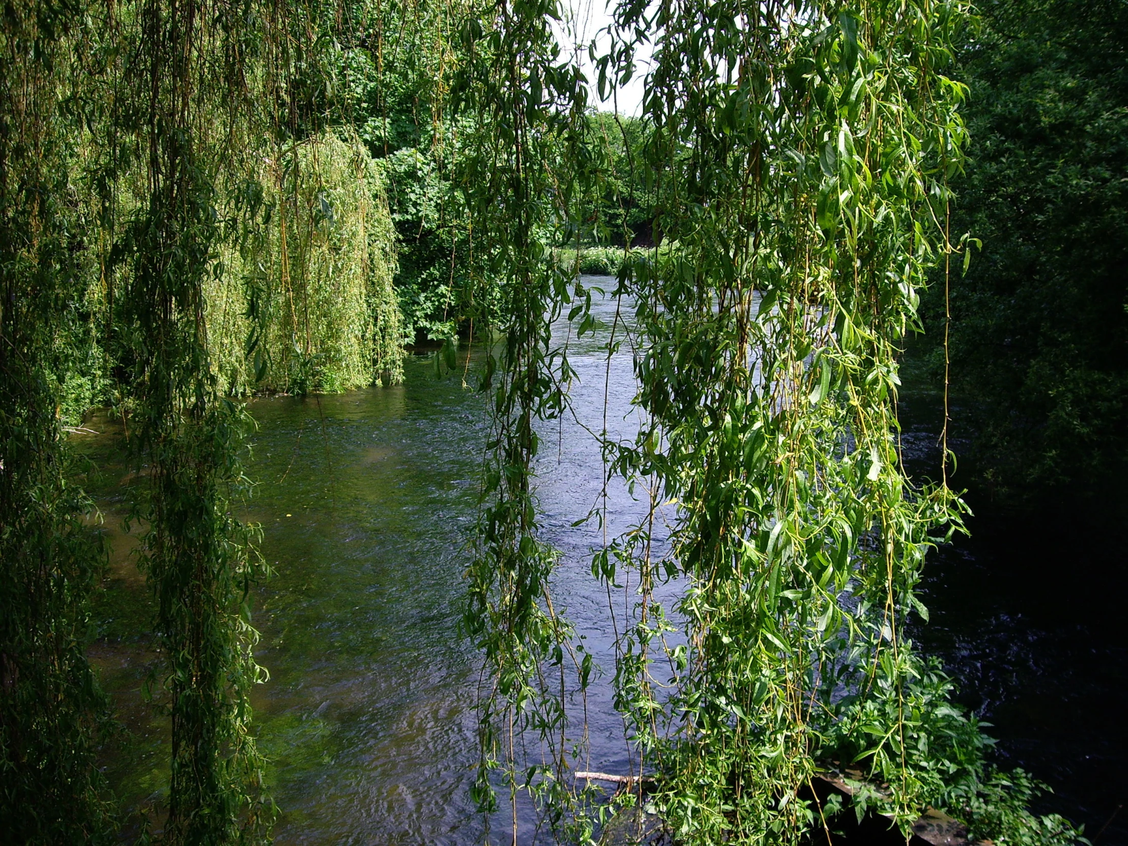 a river surrounded by many lush green trees