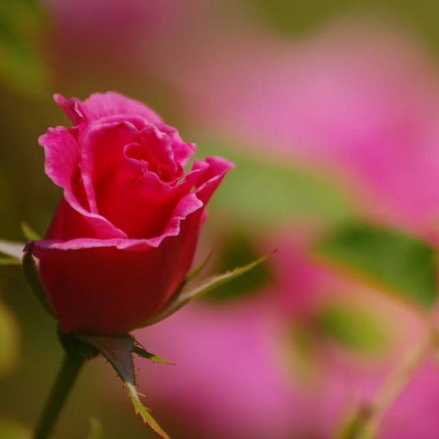 a close up po of a rose bud