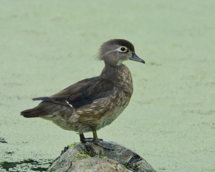 an aquatic duck sitting on a rock in some shallow water