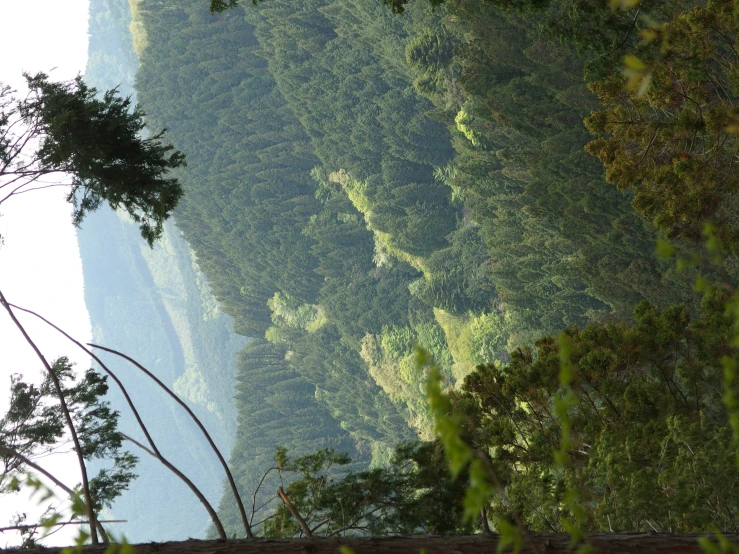 a lush green forest filled with lots of trees