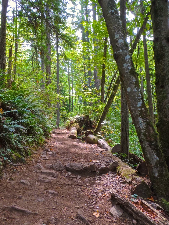 trail in a forest with lots of trees