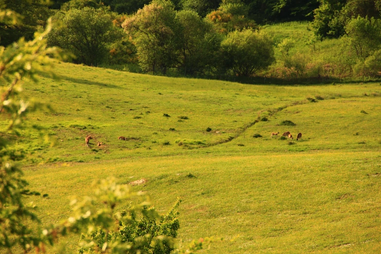 some animals in a field by trees