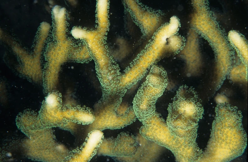 a group of green and white sponges sitting on top of each other