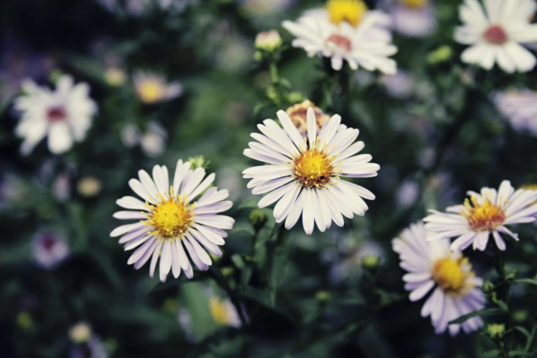 a group of flowers with white petals and yellow centers