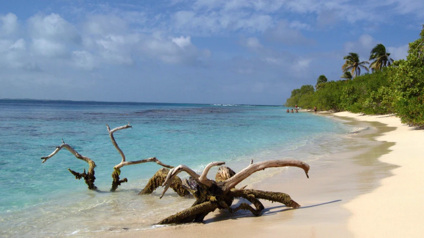 a tree that has fallen in the water