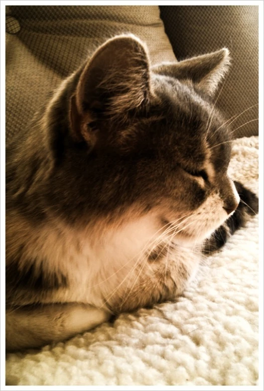 a gray and white cat is lying on a couch