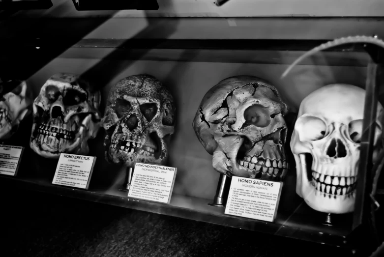 black and white pograph of three skulls in glass case