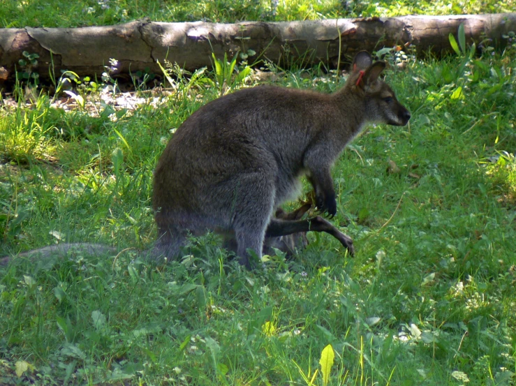 a grey kangaroo sitting on grass next to logs