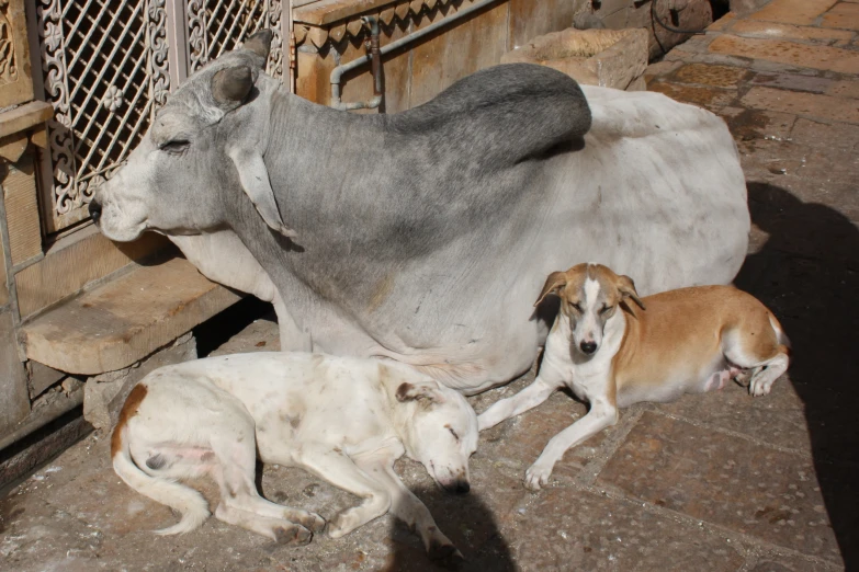 two dogs, a cow and two puppies laying on the ground