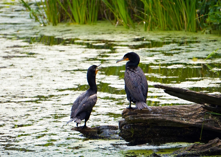 two birds are perched on a log in a swamp