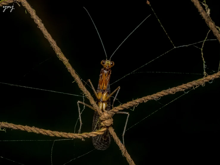 a big insect is walking on some rope