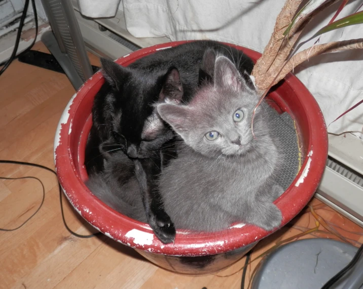 two black cats sitting in a bowl next to each other