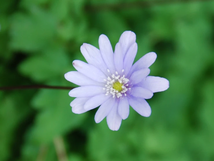 purple flower in the middle of green foliage