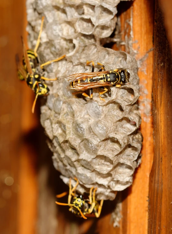 yellow and black bugs on the wall next to some white eggs