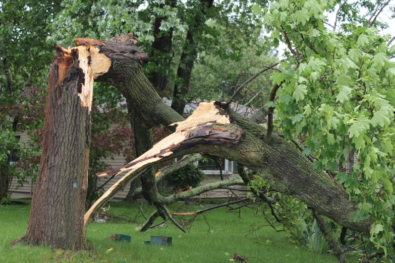 a large tree is knocked over by the wind