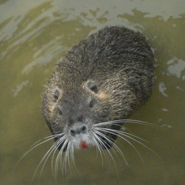 a water animal swimming in the water with his nose hanging out