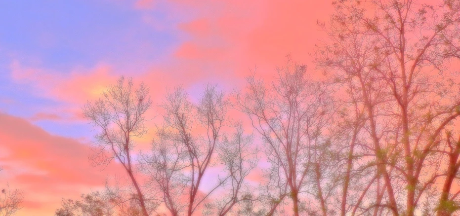 a group of trees in front of a sunset and pink sky