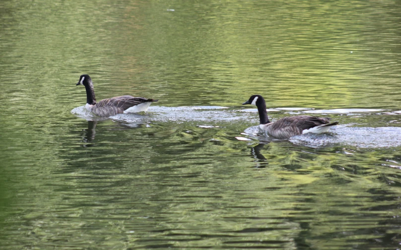 a couple of geese that are in the water